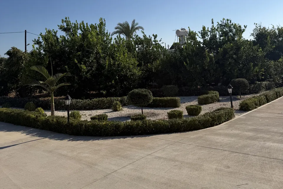 Clipped hedges and topiary by the citrus trees