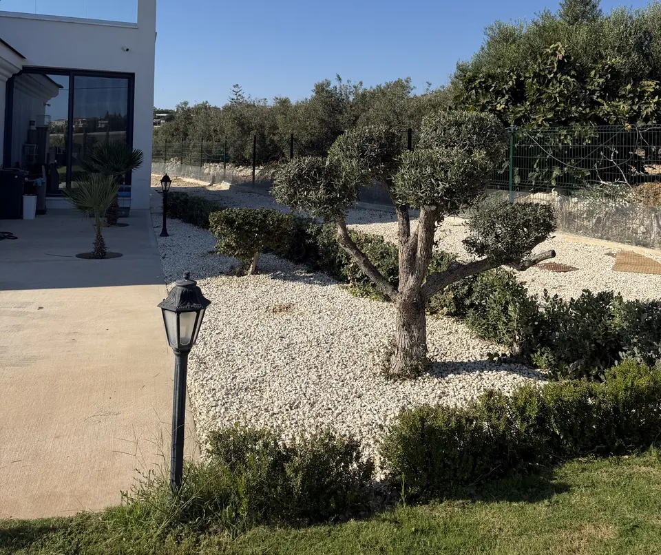 Olive tree, hedges and stone by the house